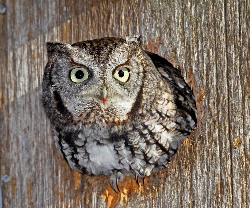 Eastern Screech-Owl